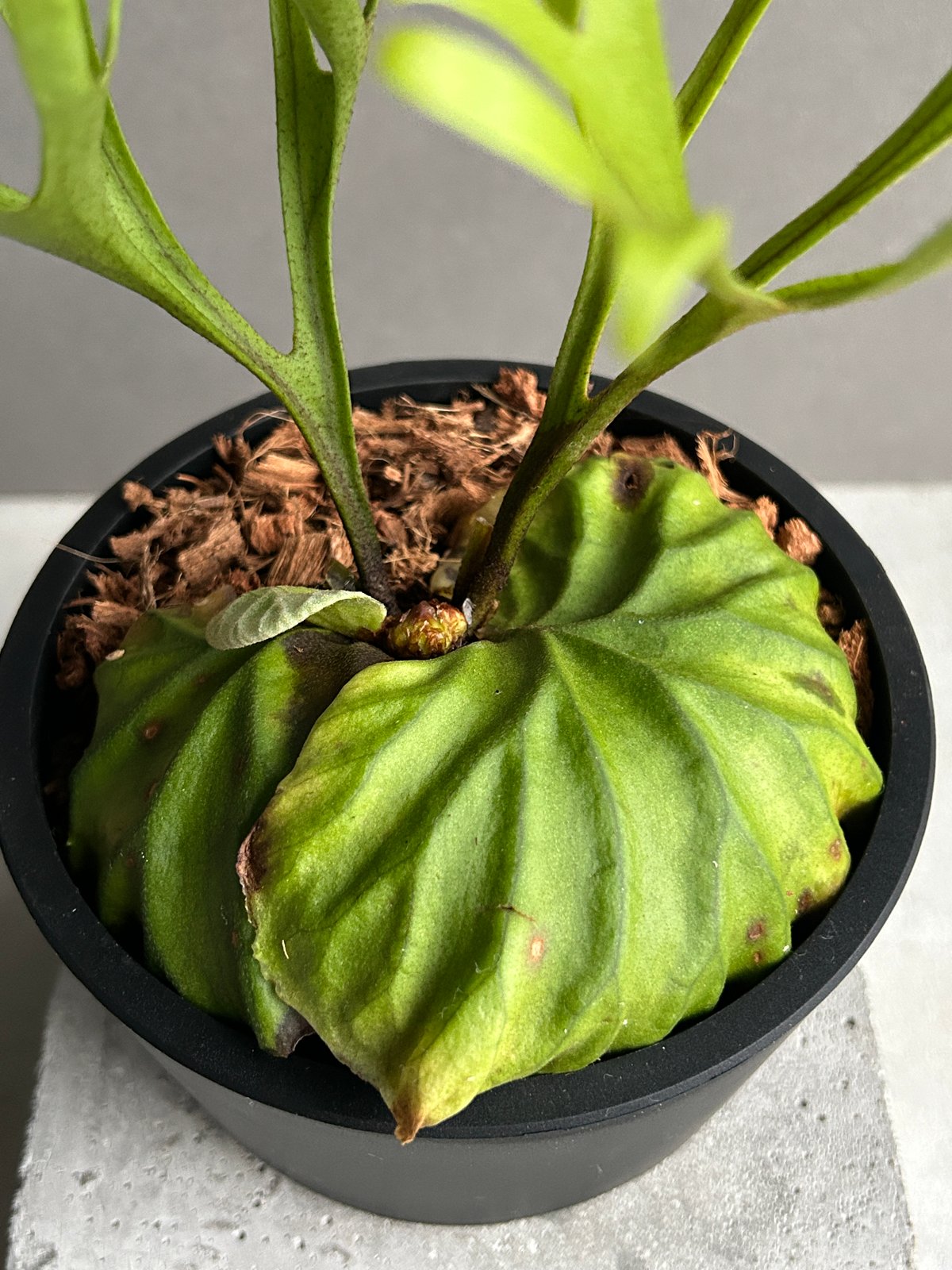 fit=scale-down,w=1200