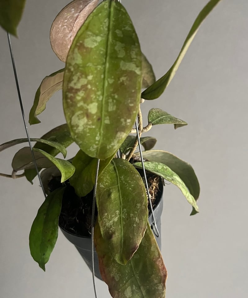 なおなおさん専用0505 ＊ホヤ ＊ Hoya ＊ peninsularis ホヤ ペニンシュラリス イエロー コロナ 「Hoya peninsularis Yellow