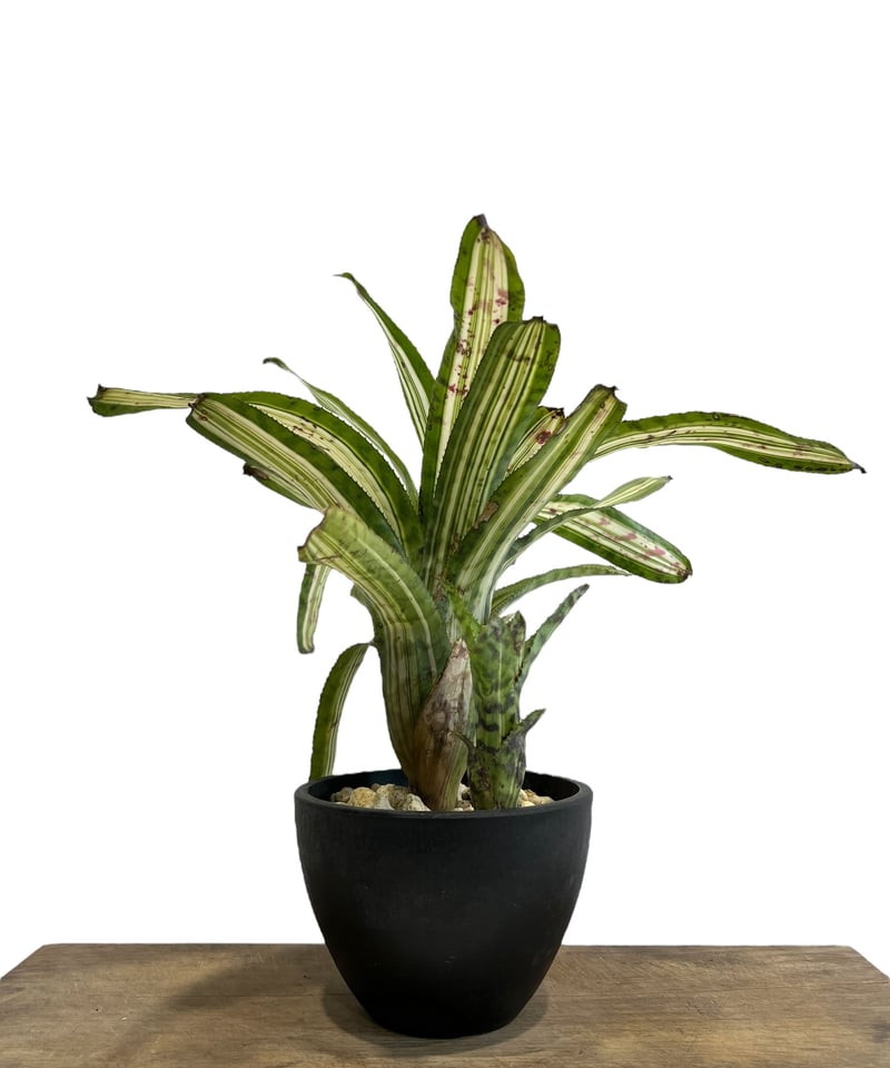エクメア バート 斑入り「Aechmea Bert variegated」94F-4 | SH