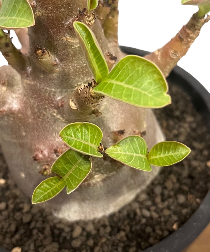 Konect Mサイズ 【植木鉢】塊根植物