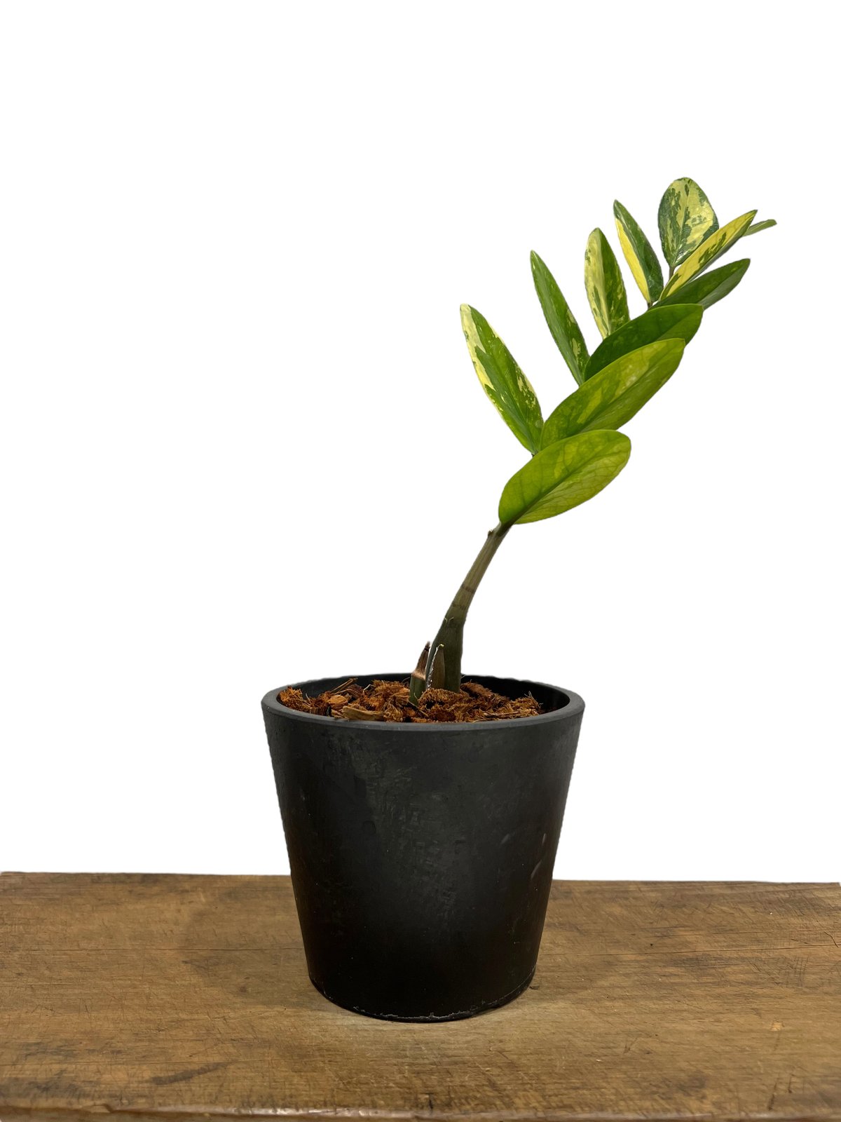 ザミオクルカス 斑入 「Zamioculcas Zamiifolia Variegated」7
