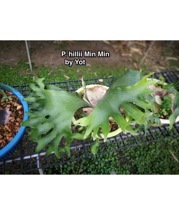 P.Hillii Yot #16 Aor Chao 子株 P.Hillii Yot #16 Aor Chao 子株 【公式通販】