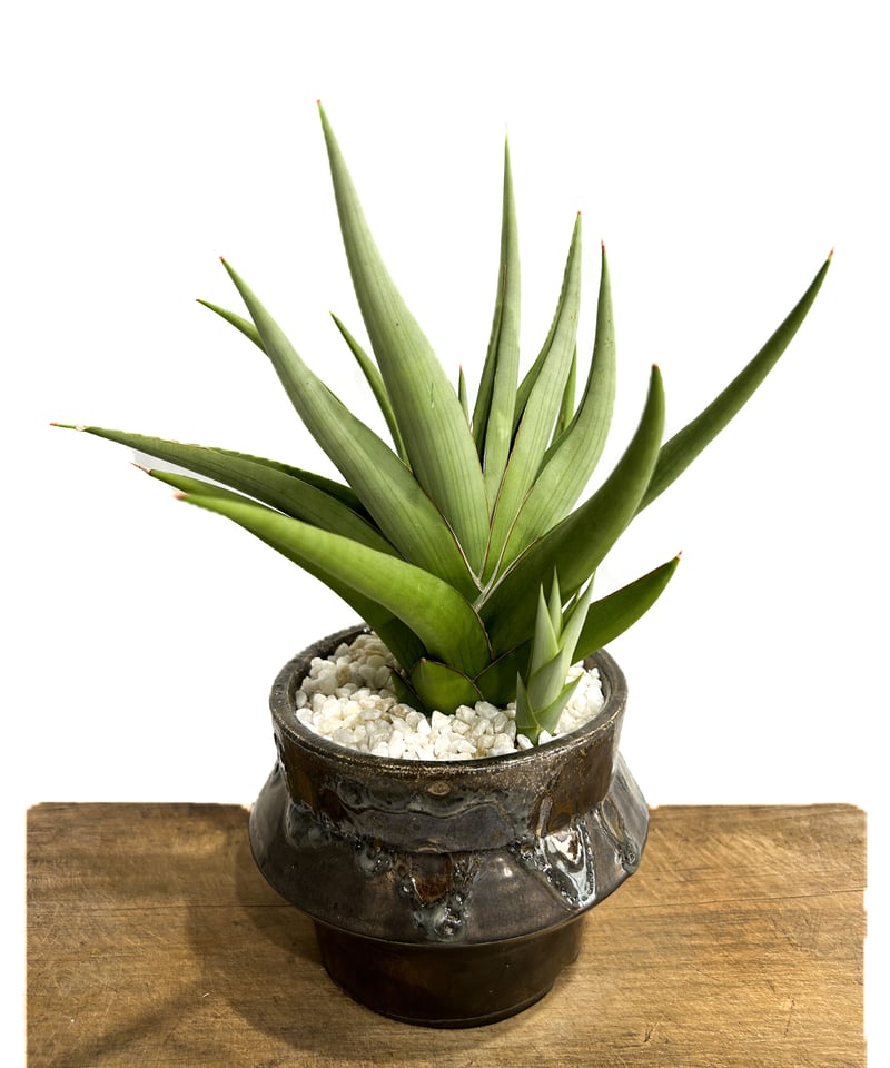サンセベリア チャニン+ 苫米地 正樹 (YON HACHI)「Sansevieria Cha