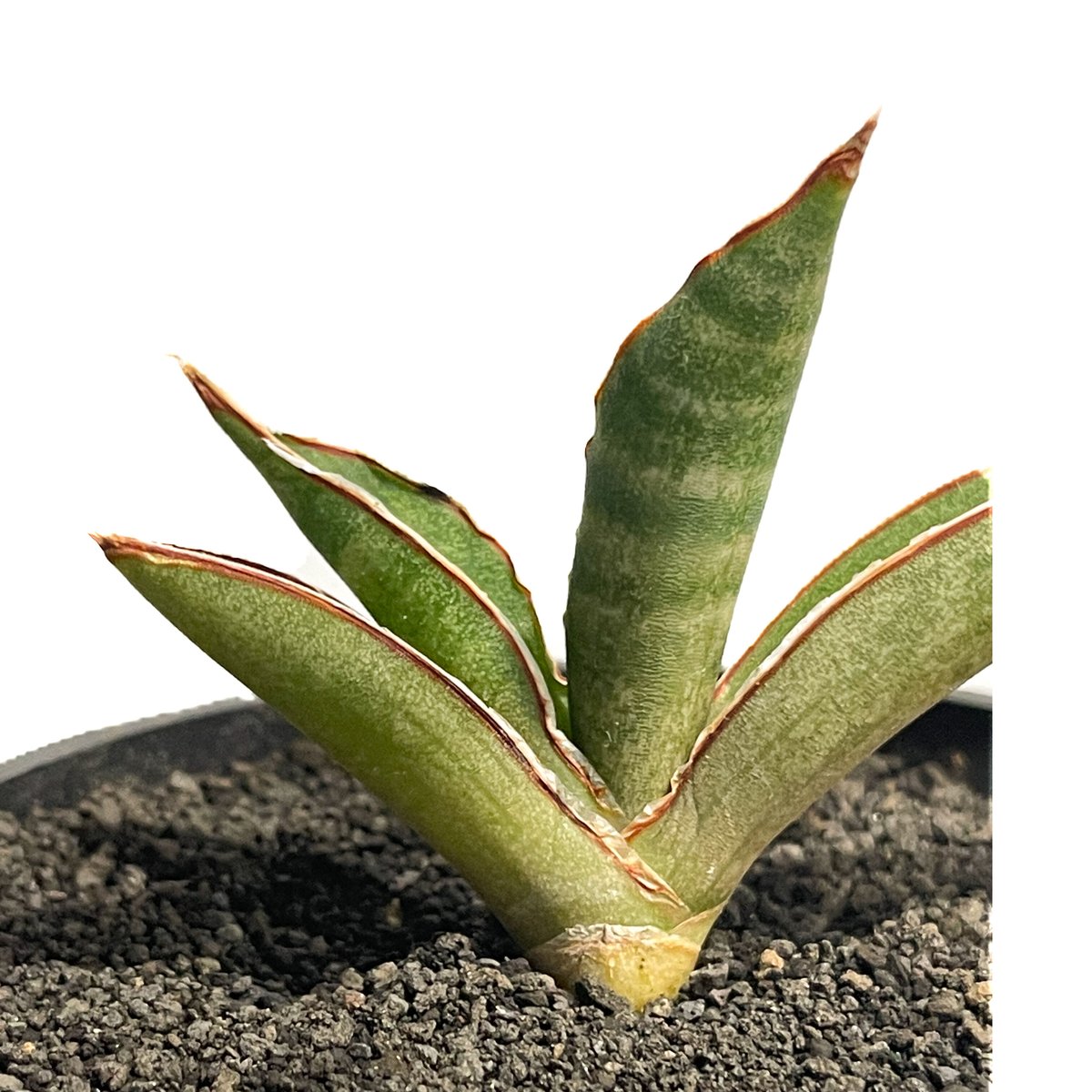 サンセベリア プフィステリー「Sansevieria pfisterii」2/8-49