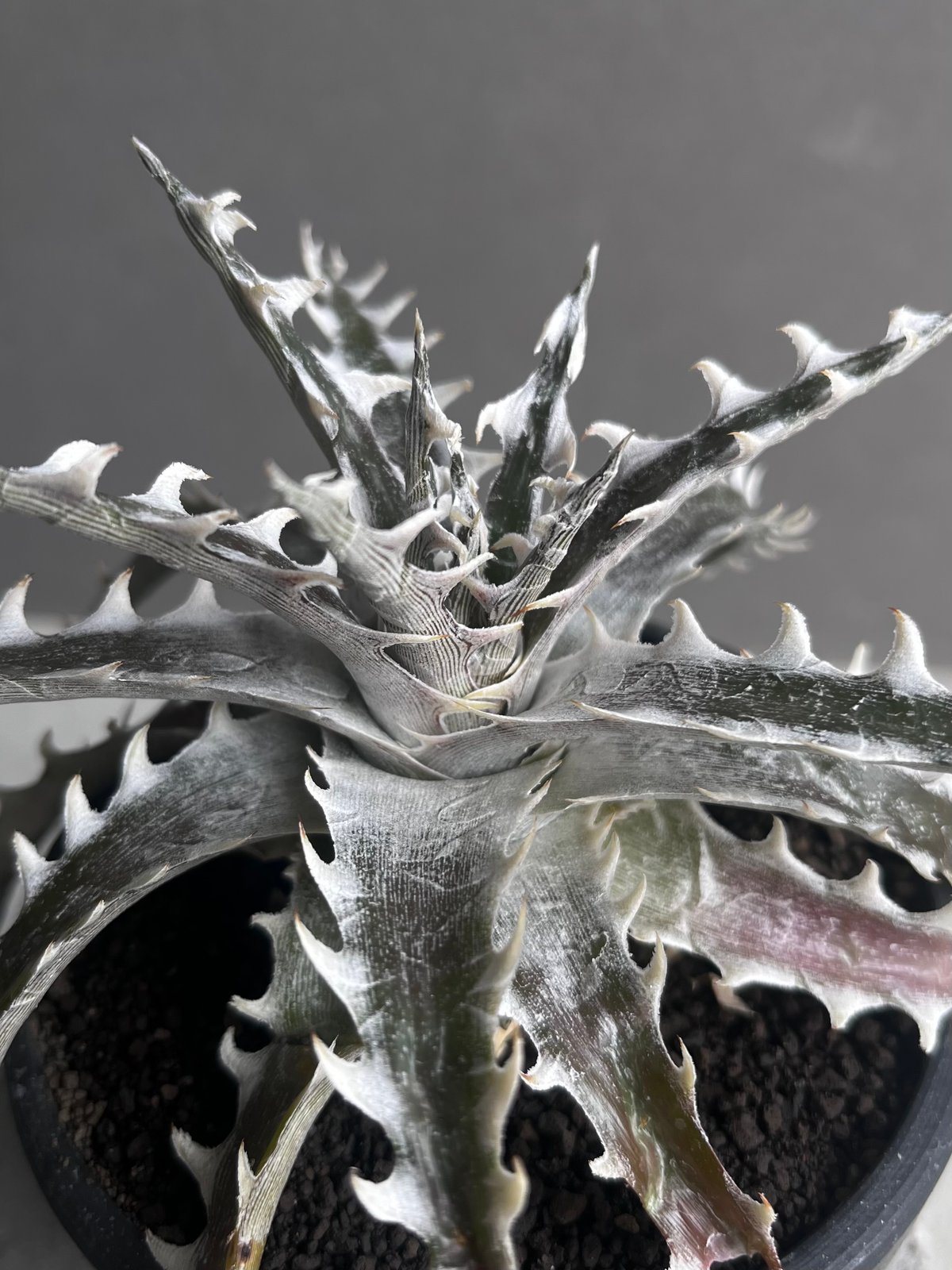 ディッキア ズゴック x リトルウィング ZL-103 「Dyckia Z'gok x
