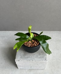 アデニウム スワジクム 「Adenium swazicum」59R | SHOUCHIKUEN