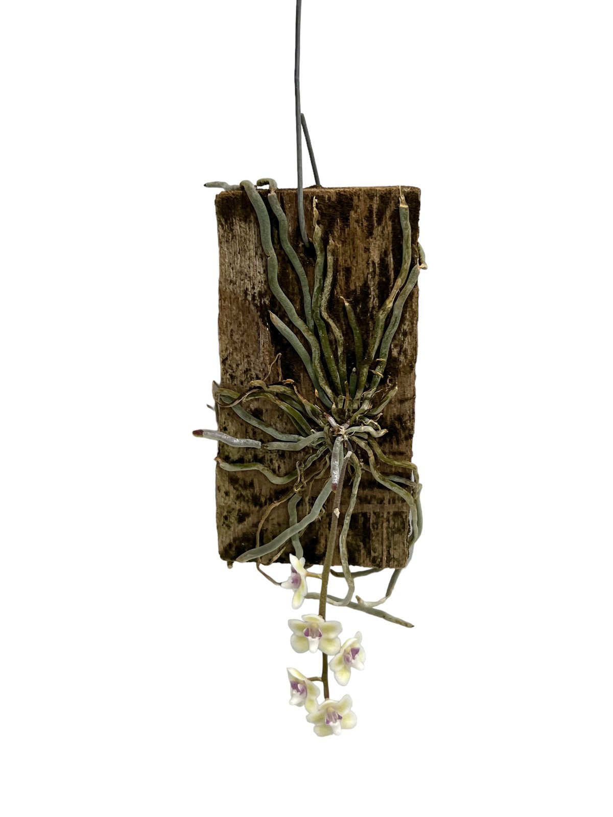 shizukagozen 落花生5㌔ Amazon.co.jp: 鈴市 千葉県産さや付き落花生 千葉半立種 (340g