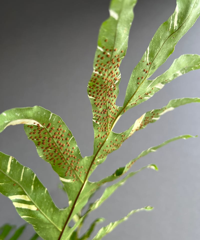 ドリナリア クエルシフォリア 斑入 「Drynaria quercifolia