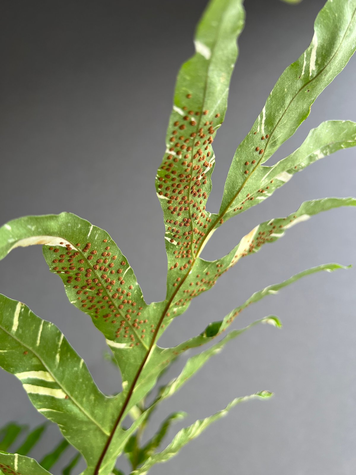 ドリナエア　クェルシフォリア　斑入り ドリナリア クエルシフォリア 斑入 「Drynaria quercifolia