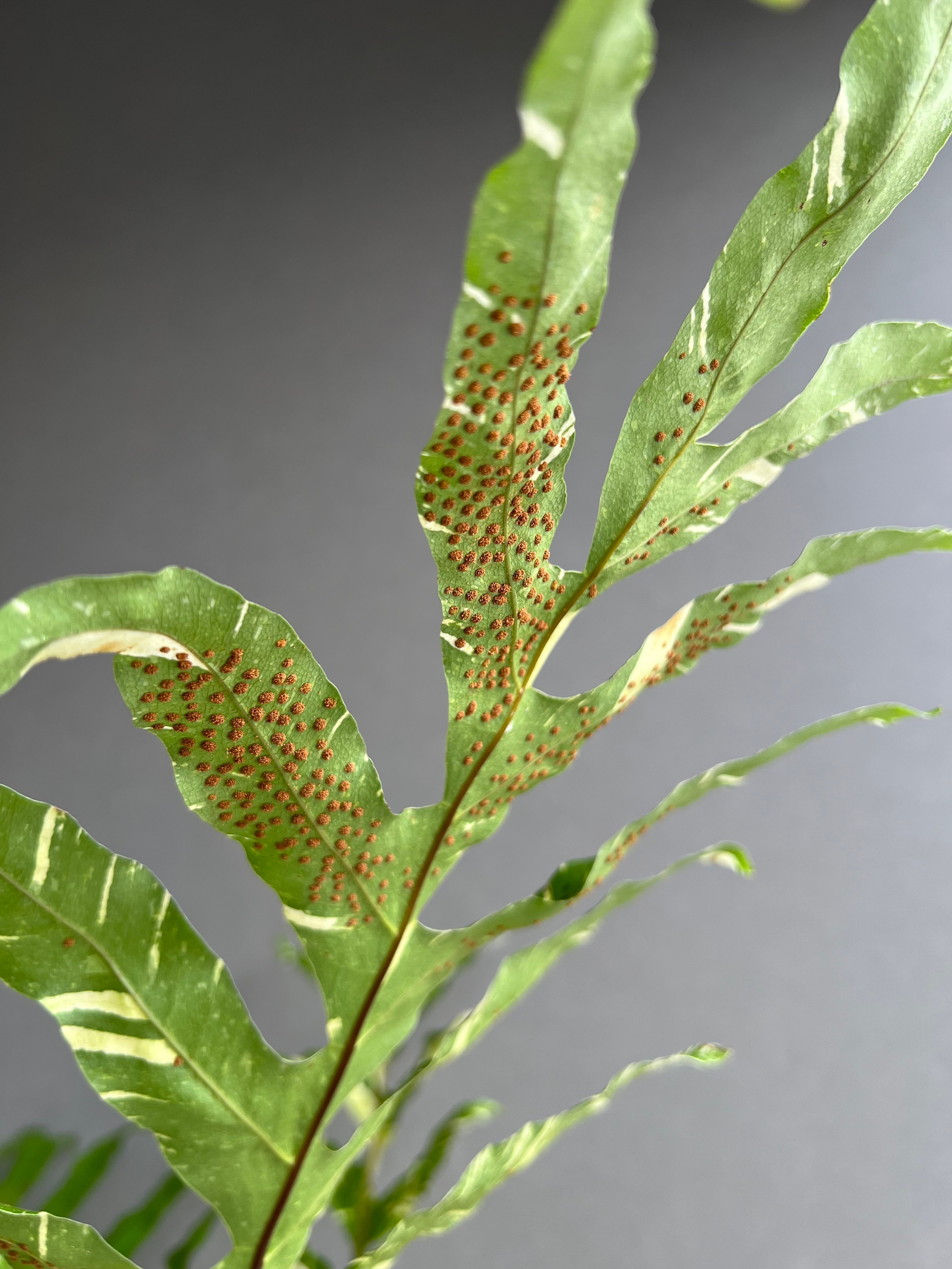 ドリナリア クエルシフォリア 斑入 「Drynaria quercifolia Variega