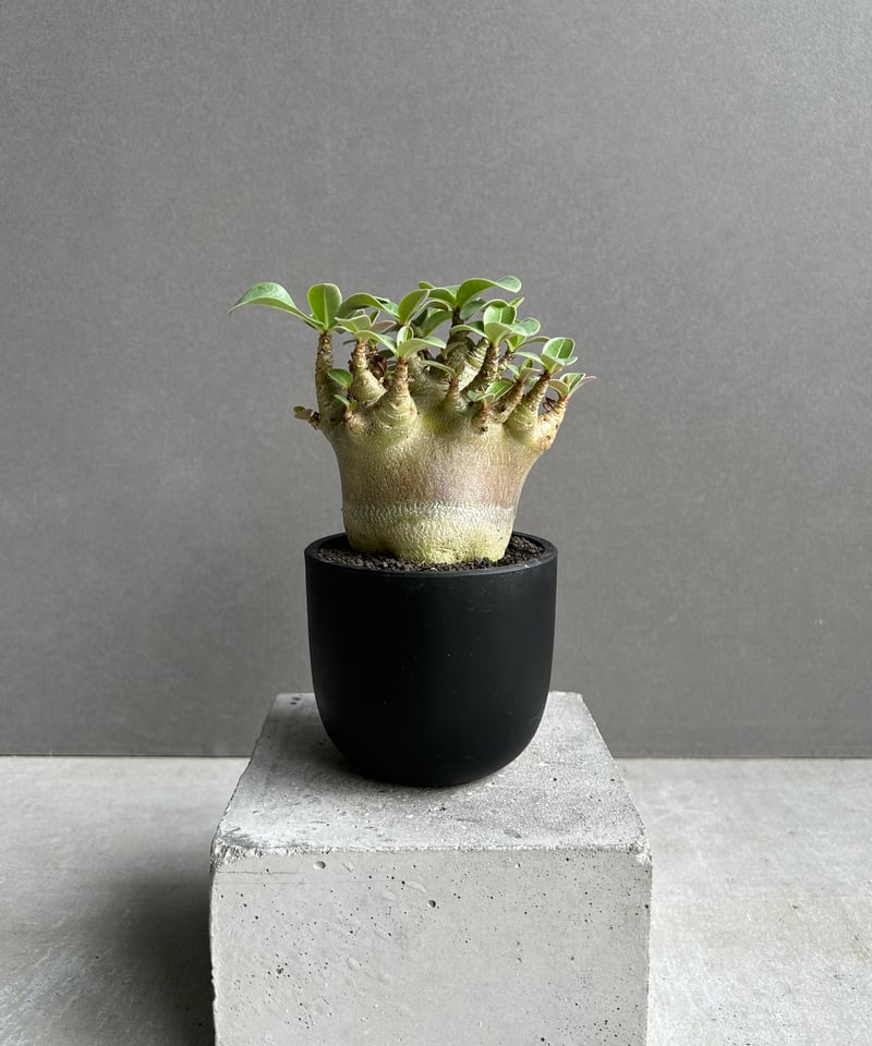 アデニウム アラビカム スーパー ドワーフ “ブラック” 「Adenium