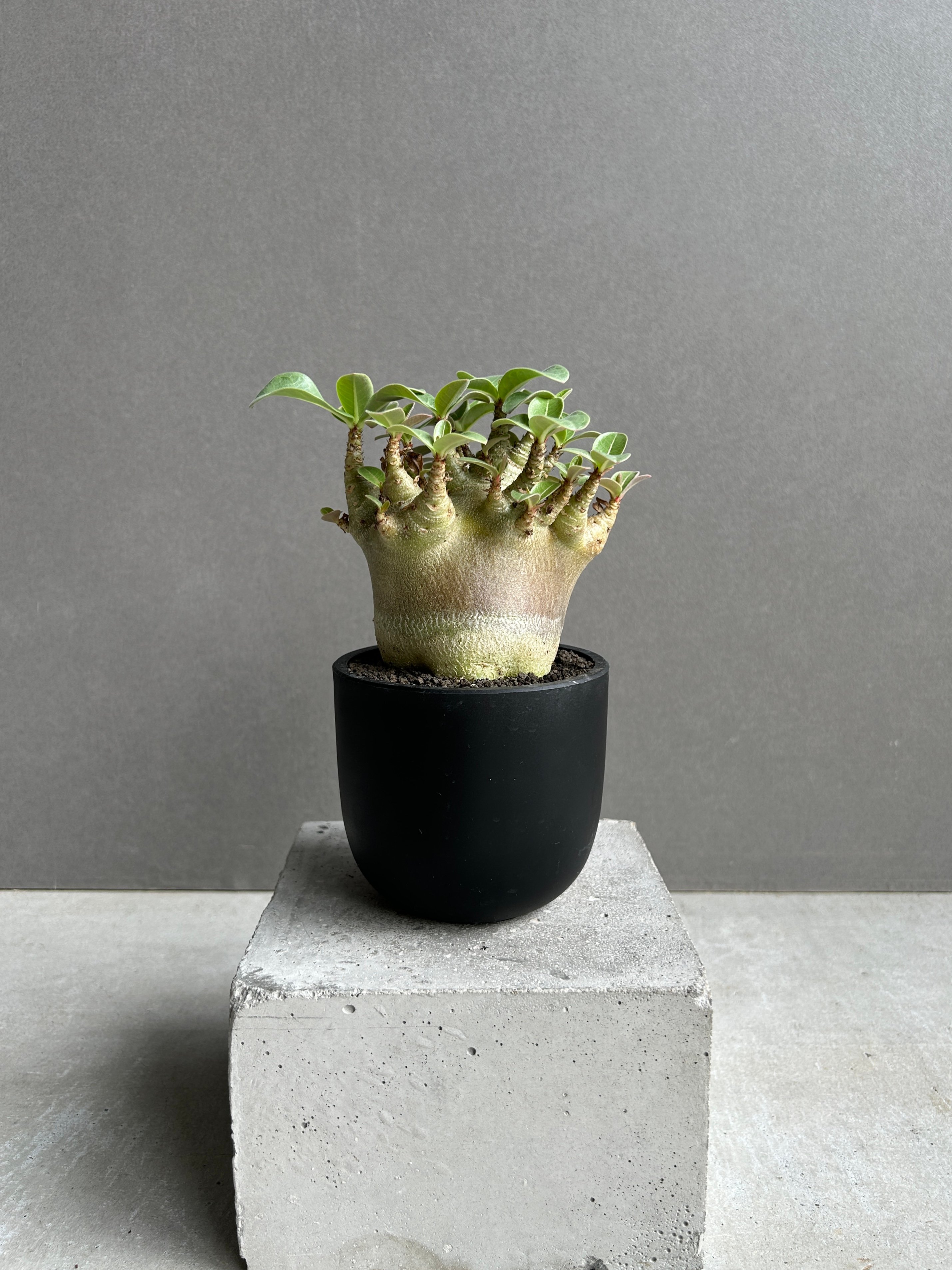 アデニウム アラビカム スーパー ドワーフ “ブラック” 「Adenium