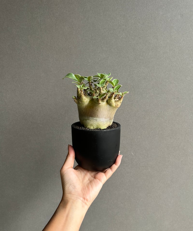 アデニウム アラビカム スーパー ドワーフ “ブラック” 「Adenium