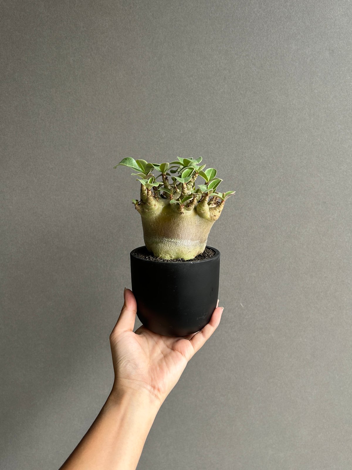 アデニウム アラビカム スーパー ドワーフ “ブラック” 「Adenium