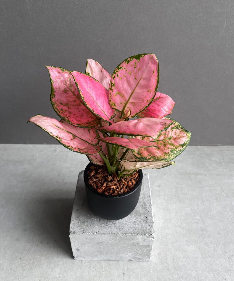 アグラオネマ・プラカイペット（Aglaonema ‘Prakai Pet’） アグラオネマ・プラカイペット（Aglaonema 'Prakai Pet