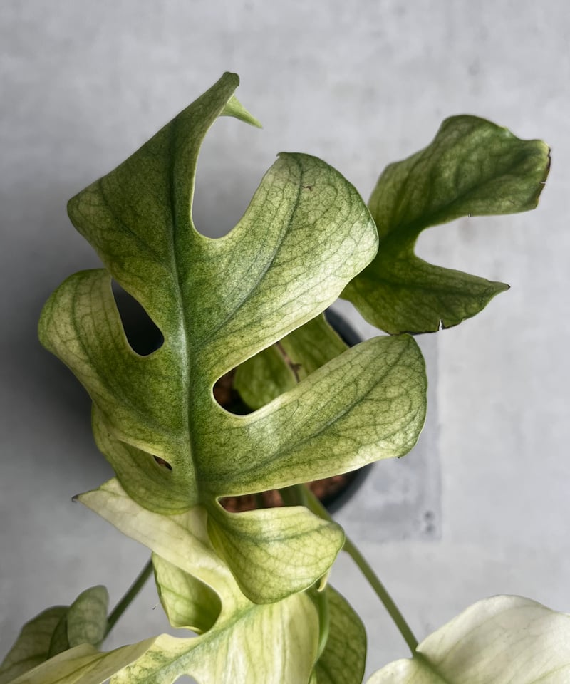 ラフィドフォラ ジニー ホワイト モンスター 「Rhaphidophora Ginny Whi