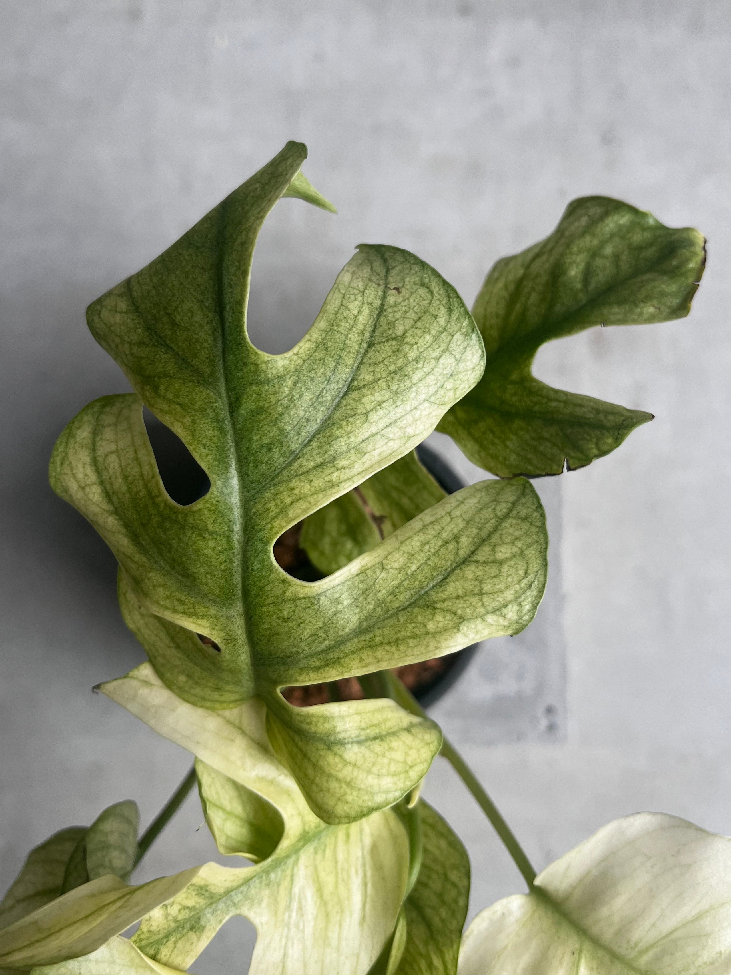 ラフィドフォラ ジニー ホワイト モンスター 「Rhaphidophora Ginny Whi