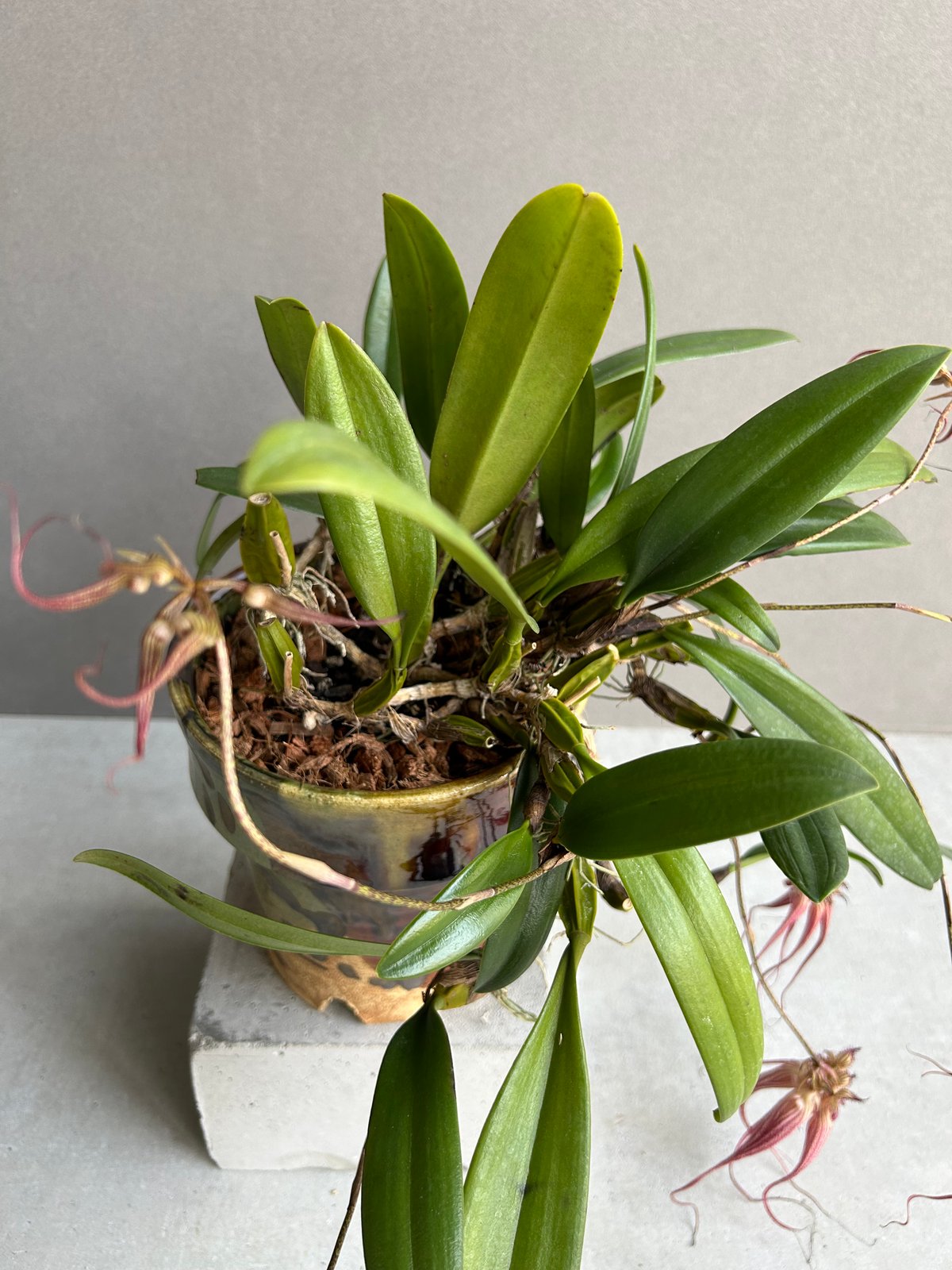 バルボフィラム + YON-HACHI「Bulbophyllum」75L | SHOUCHIKUEN