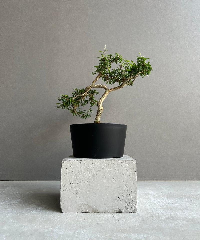 うち” 盆栽 「“UCHI” BONSAI 」64K | SHOUCHIKUEN