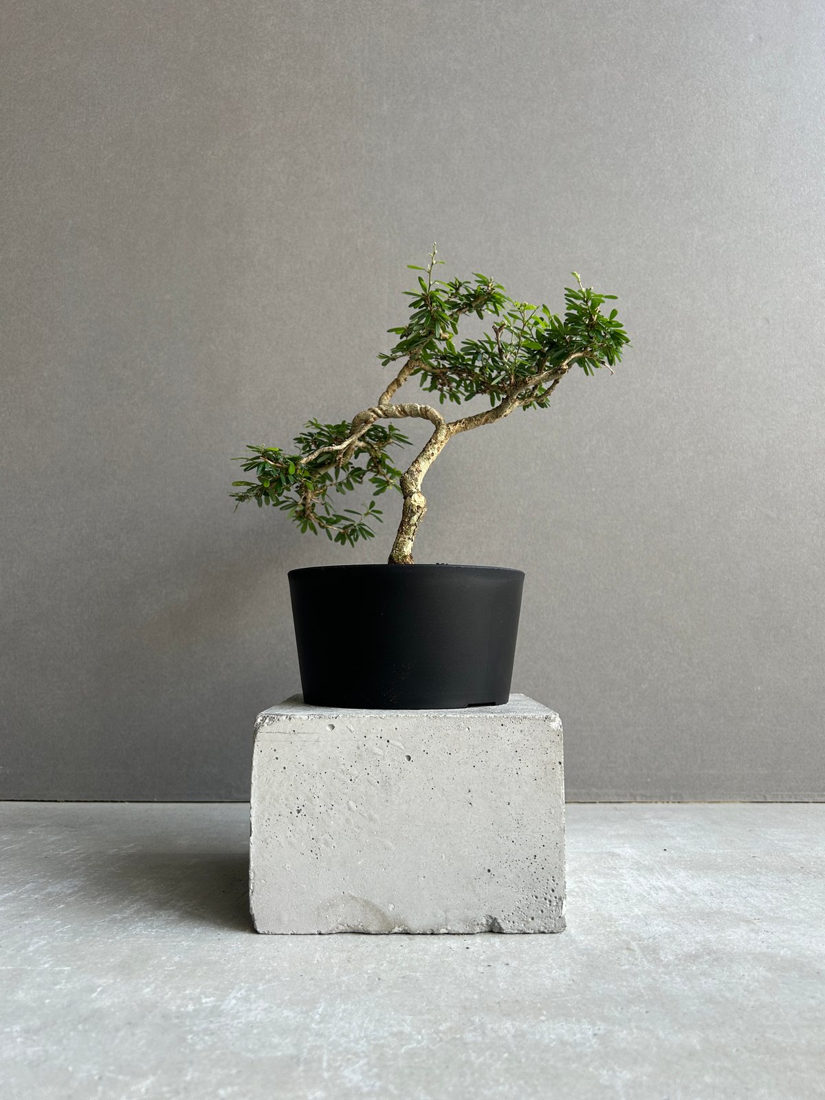 盆栽 うち” 盆栽 斑入 Limited Edition + YON-HACHI「“UCHI”