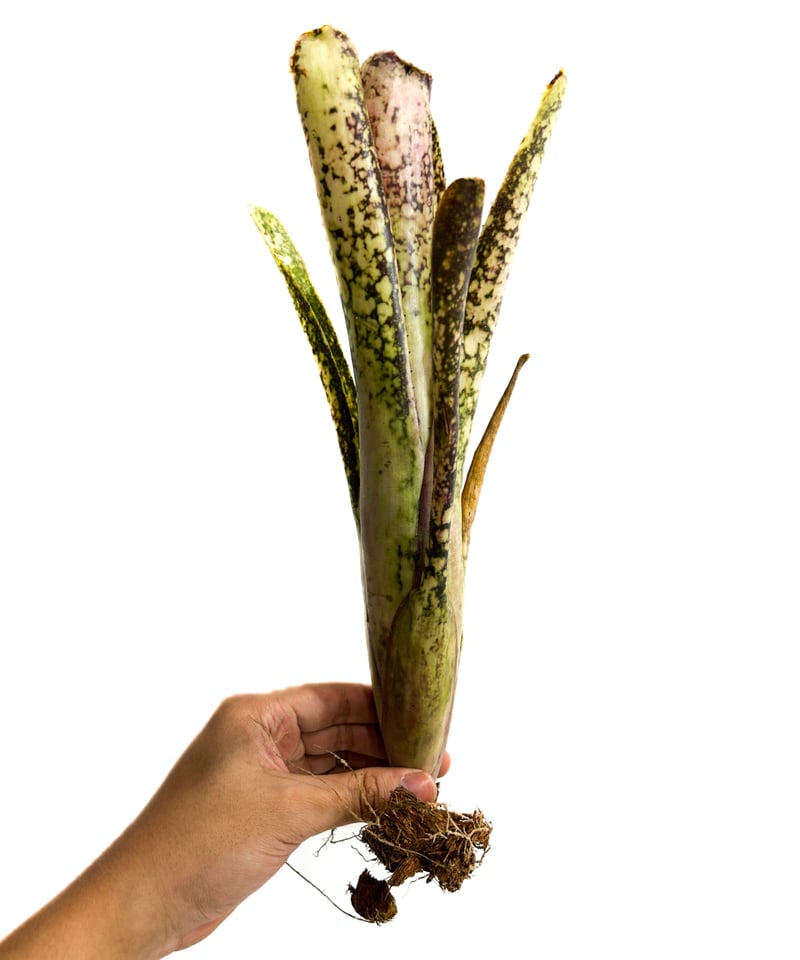 ビルベルギア アイボリー タワー「 Billbergia Ivory Tower」3