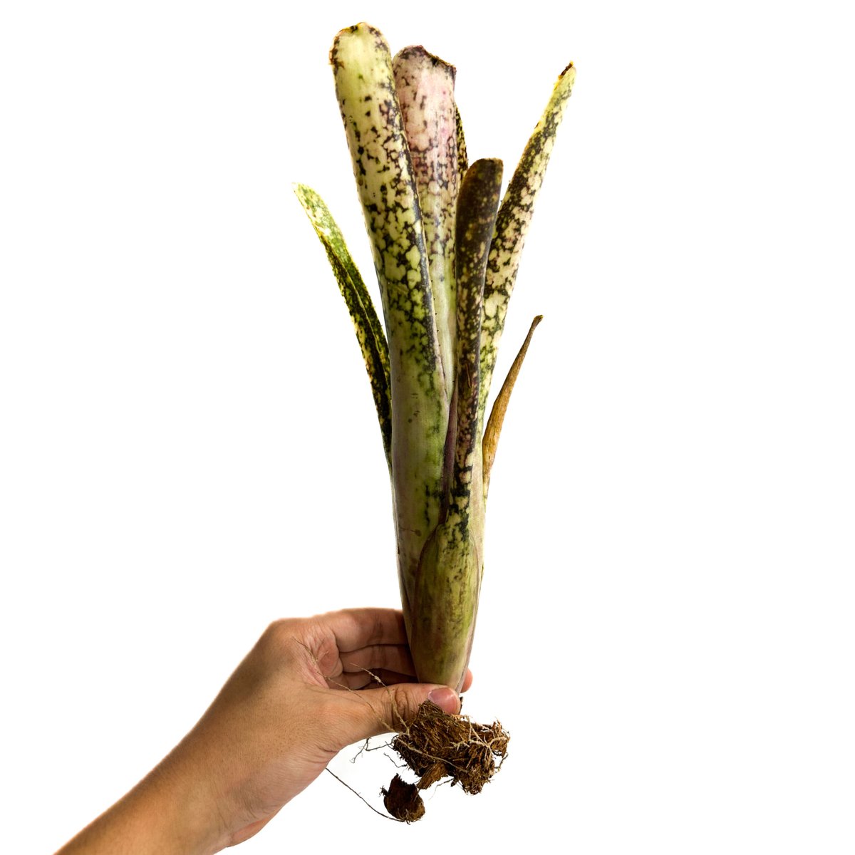 ビルベルギア アイボリー タワー「 Billbergia Ivory Tower」3