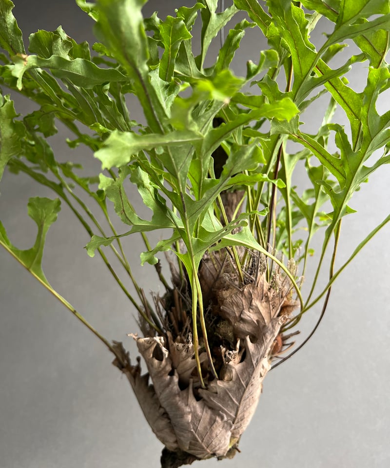 ドリナリア クエルシフォリア '変異種' 「Drynaria quercifolia 'Mut