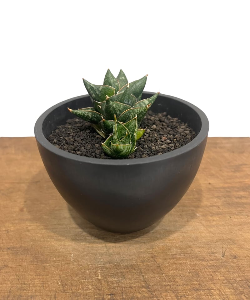 サンセベリア ニラパット 「Sansevieria Nilaphat (by Unyamane