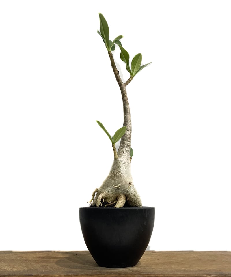 アデニウム　タイソコトラナム　コレクション株　大株 Amazon.co.jp: コレクション株 美樹形 御神木 アデニウム タイ