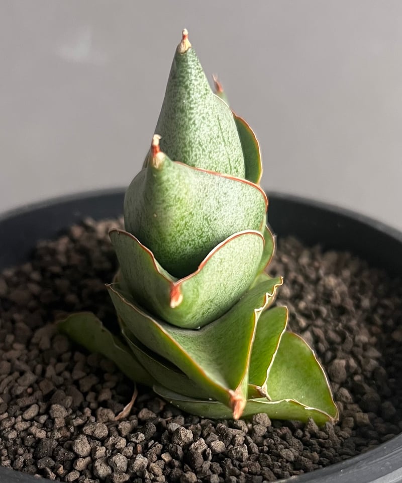 サンスベリア フローズンスローン 子株 サンセベリア sansevieria