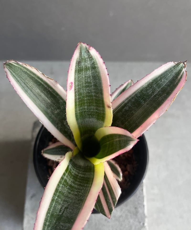 エクメア オットー 「Aechmea Otto」40A | SHOUCHIKUEN