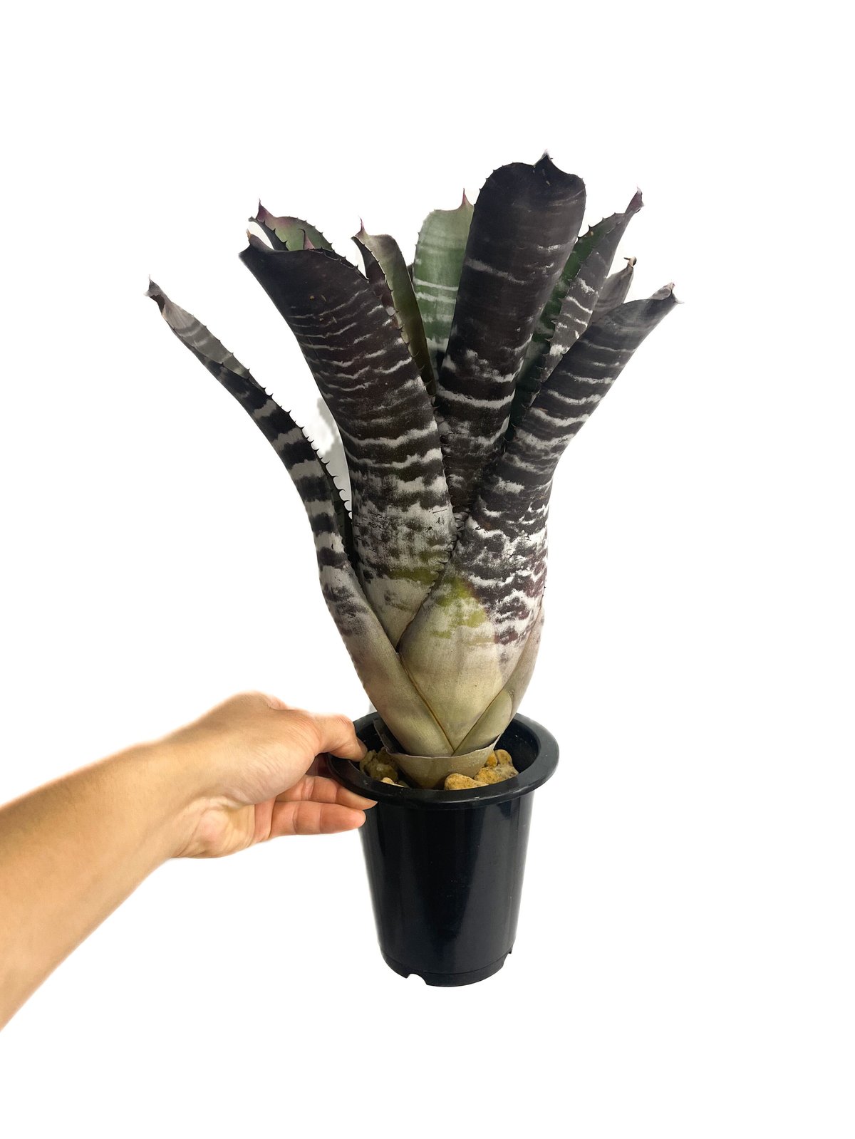 ブロメリア・エアープランツ Aechmea Black Ebony x Wide Leaf エクメア・チャンティニー・ブラックセレクト Aechmea chantinii