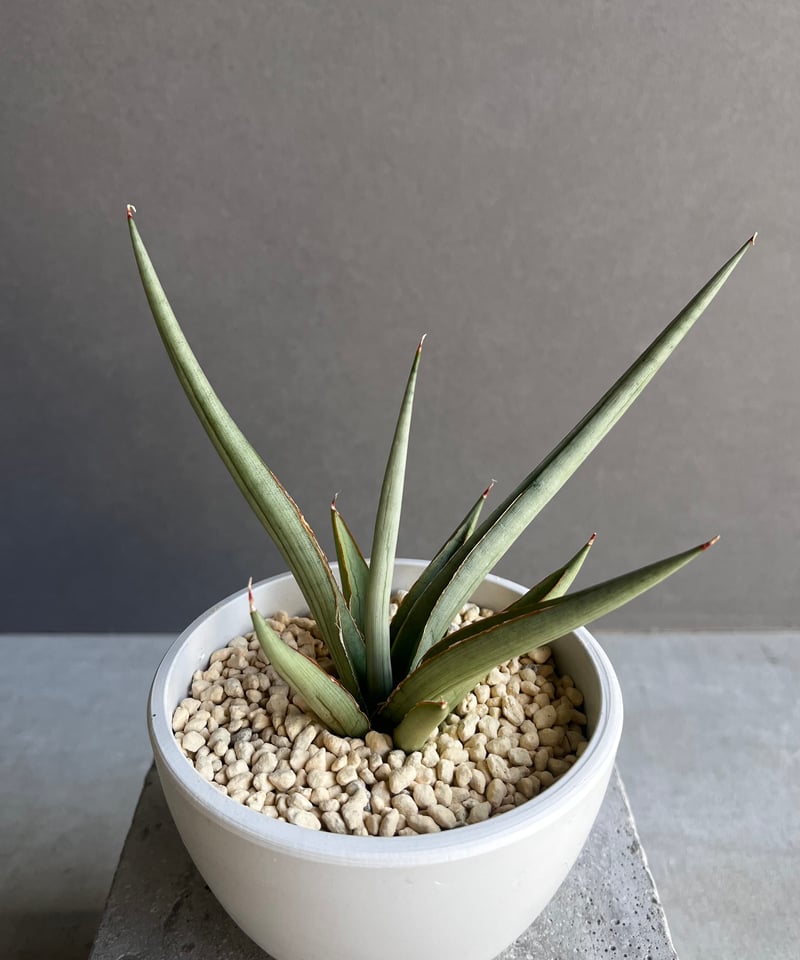 サンセベリア ダンシング ドラゴン 「Sansevieria Dancing Dragon