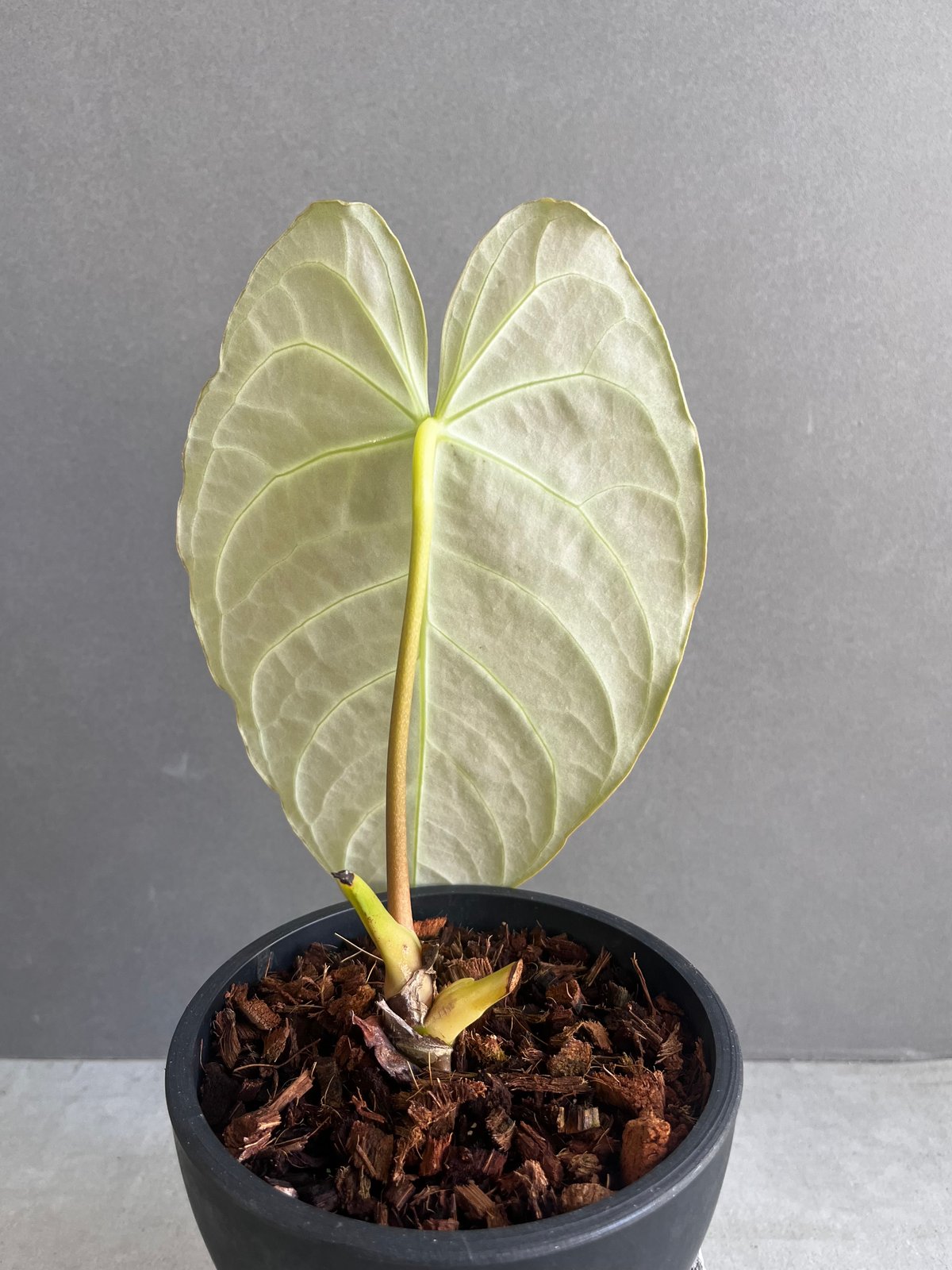 アンスリウム レガレ 10株セット アンスリウム レガレ 大株