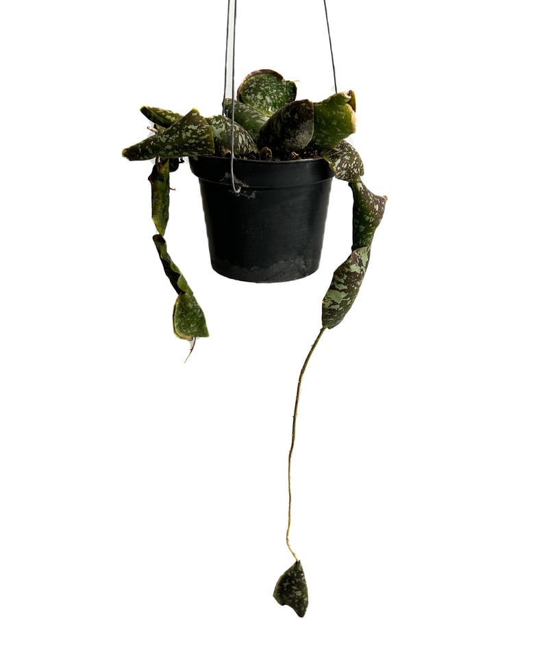 ブティさん専用 ＊Hoya ＊ ホヤ ＊ インフラータ 4