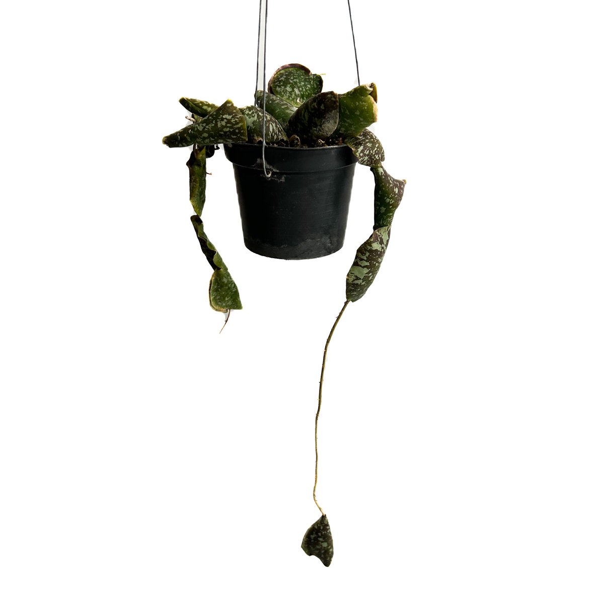 ホヤ インブリカータ 「 Hoya imbricata」4/17-329 | SHOUCHIKUEN