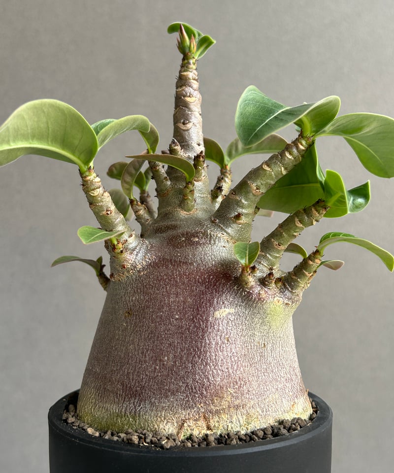 アデニウム アラビカム スーパー ドワーフ “ブラック” 「Adenium