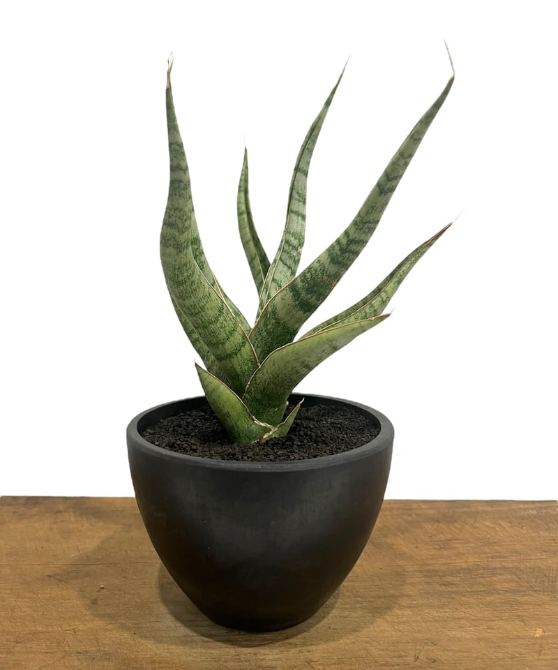 サンセベリア アポロ 「Sansevieria Apollo (from Unyamanee