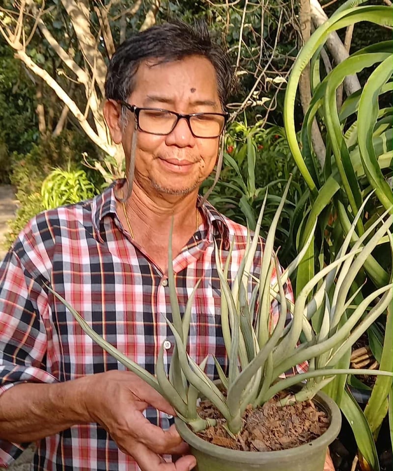 サンセベリア シルバー スパイラル「Sansevieria Silver Spiral (f