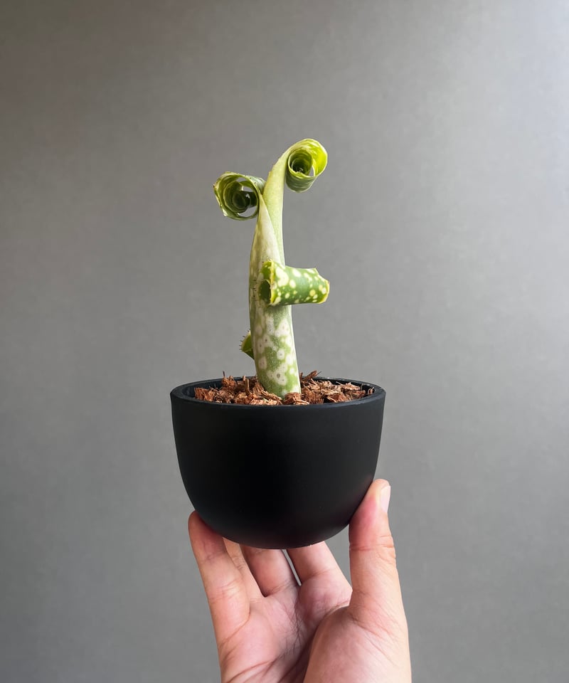 ビルベルギア レプトポーダ 「Billbergia leptopoda」36F | SHOUC