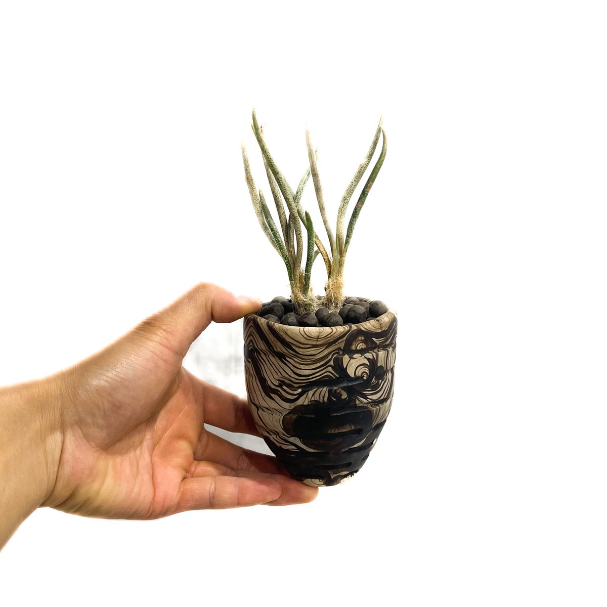 アストロフィツム カプトメデューサ ＋pmp「Astrophytum caput-medusa