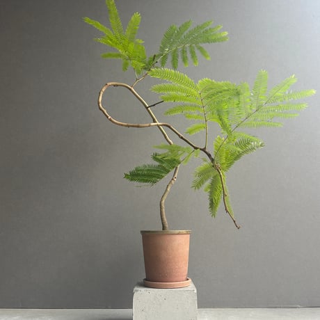 エバーフレッシュ | STORES