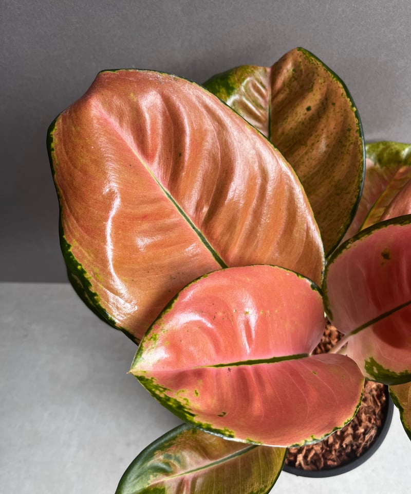 アグラオネマ スターバックス「Aglaonema Starbucks」56A