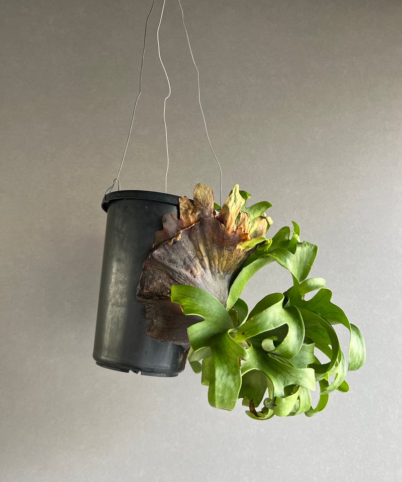 ビカクシダ スリナリウム（P. コロ ナリウムxP.ワンダエ