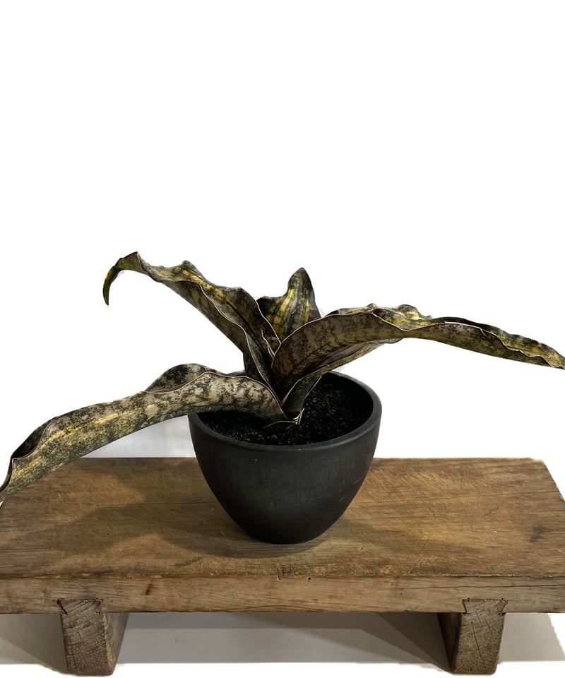 サンセベリア キルキー コパトーン 斑入「Sansevieria Kirkii var. pu