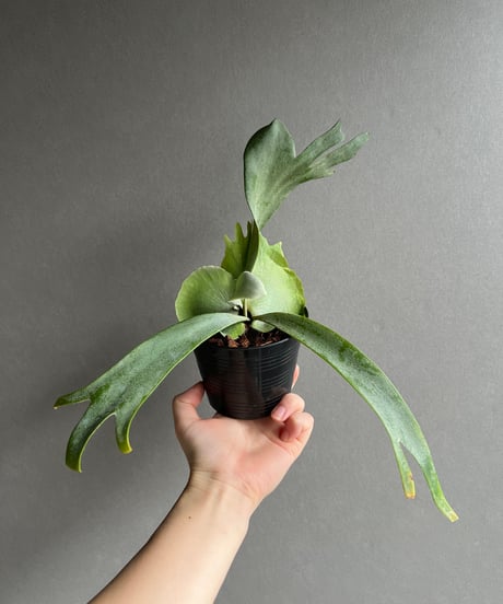 超厳選美株 超良型】ワイルドリドレイ ビカクシダ コウモリラン