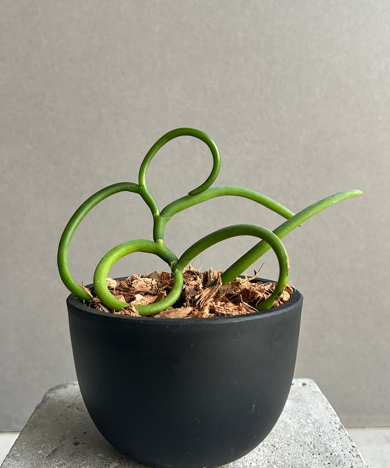 パピリオナンテ テレス var. アルバ'オリンピックリングス