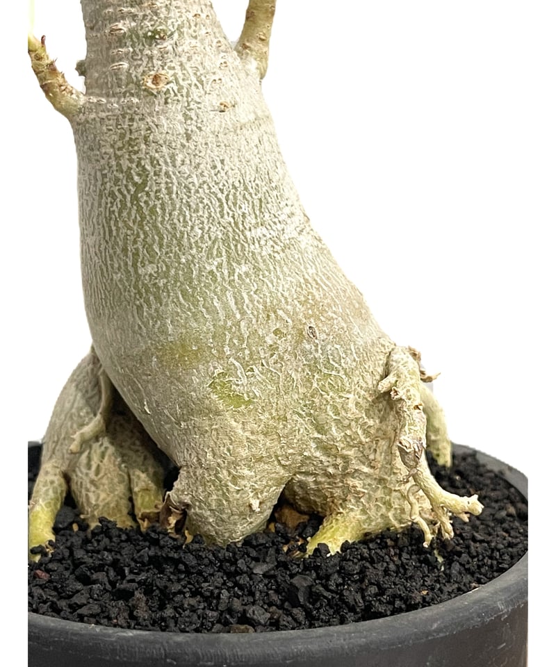 アデニウム タイソコトラナム 「Adenium Thai socotranum」7/4