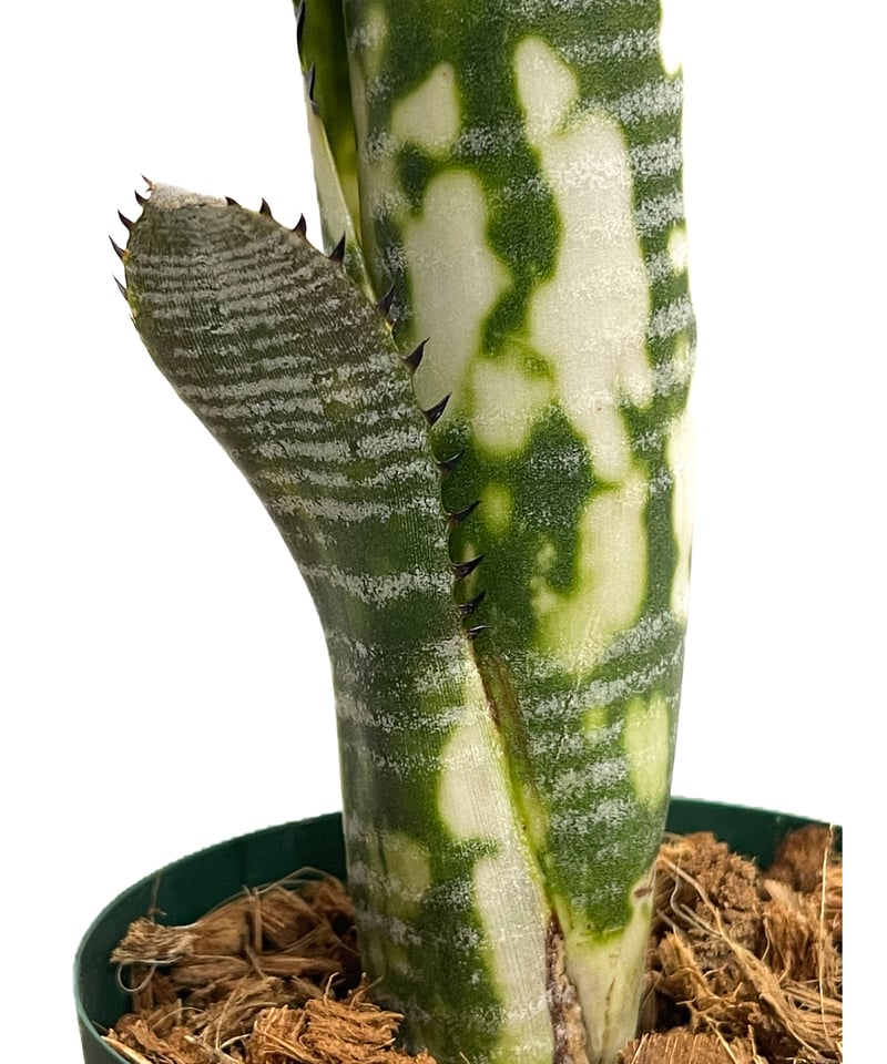 ビルベルギア ドミンゴス マーティンス「Billbergia Domingos ビルベルギア ドミンゴス マーティンス「Billbergia Domingos