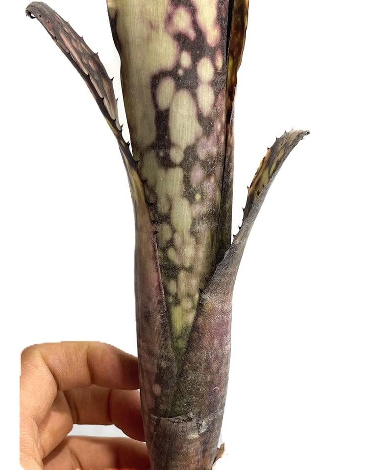 ビルベルギア ブラック パール「Billbergia Black Pearl」4/5-258